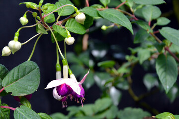 Fuchsia magellanica – commonly known as the hummingbird fuchsia, hardy fuchsia or chilco. Fuchsia magellanica purple flowers closeup