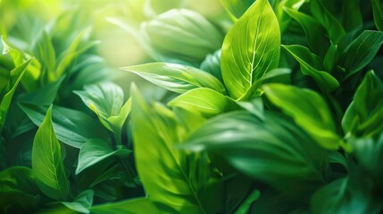Nature of green leaf in garden at summer. Natural green leaves plants using as spring background cover page greenery environment ecology wallpaper realistic