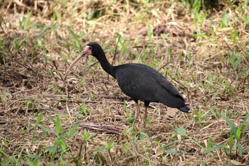 ave maçarico preto - phimosus infuscatus,