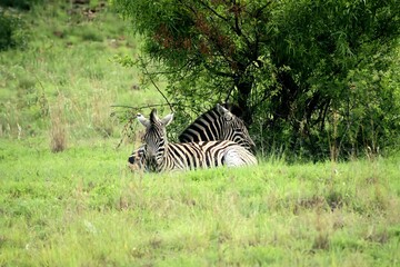 Zebras lying in the shade of tree