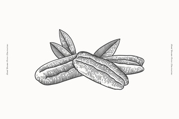 Hand-drawn pecan nut. Tropical fetus shelled. Organic food concept. It can be used as a decoration element for markets, menus, and packaging. Vintage botanical illustrations.