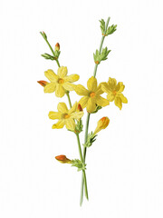 Blooming Flowers of Winter Jasmine