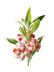 Blooming Flowers of Balsam