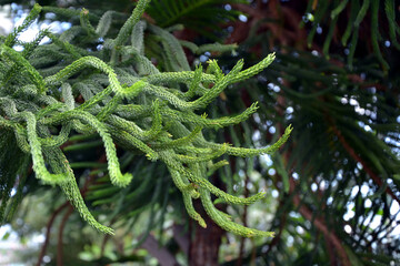 Araucaria columnaris, the coral reef araucaria, Cook pine (or Cook's pine), New Caledonia pine,...