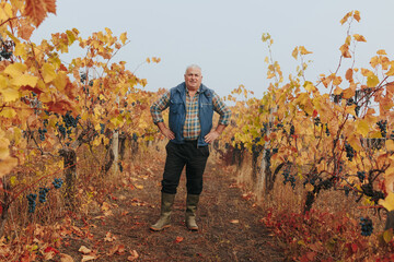 Grapevine Examination Senior Winemaker Amidst Autumn Vines.