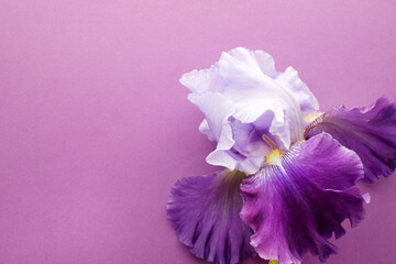 Beautiful large iris flower with multi-colored petals. Top view, copy space.