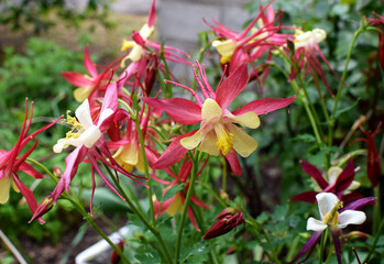 Aquilegia Close up Columbine Flowers with dew drops on green grass and other flowers.  Yellow-red columbine.