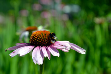 Bee on the Echinacea angustifolia (the narrow-leaved purple coneflower or blacksamson echinacea)...