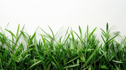 Fototapeta premium Isolated green grass on a white background