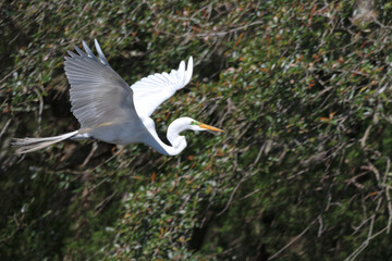 Great Egret in flight during mating season.