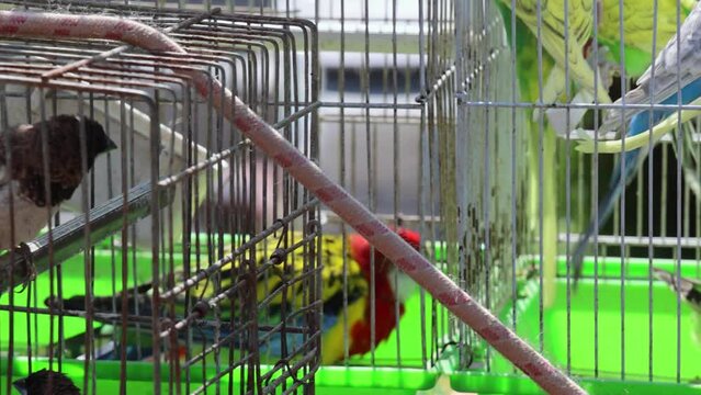 Many Colourful Budgerigar Parrots Birds in Cages at Street Market Pet Shop pan