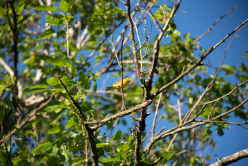 Brazilian fauna birds photographed in the city