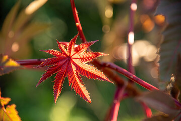 Flora flowers from Brazilian forests