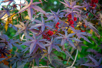 Flora flowers from Brazilian forests