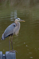 Blue Heron perched on a drain pipe in a retention pond.