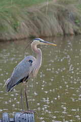 Blue Heron perched on a drain pipe in a retention pond.