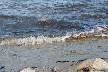 Seaside of a beach with small waves bringing brown leaves.