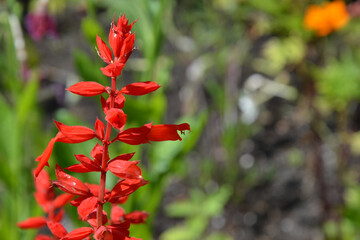 Salvia splendens, the scarlet sage red flower closeup with blurred background