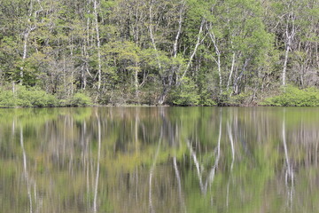 Obraz premium Fresh green forest reflecting on the Kotorigaike pond