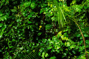 Wet green leaves from rain. Plants and flowers, garden.