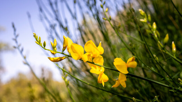 selective focus of Spanish broom flowers (Spartium junceum) with blurred background