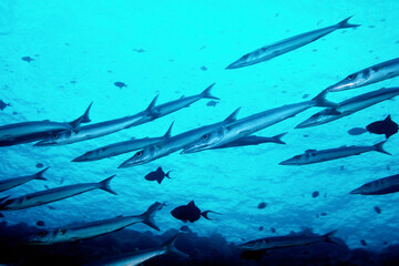 魚の群れ　オオメカマス　海中写真
