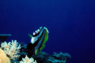 オニハタタテダイ　海中写真