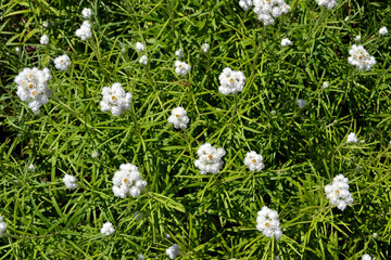 Anaphalis margaritacea (commonly known as the western pearly everlasting or pearly everlasting) white flowers. Natural background