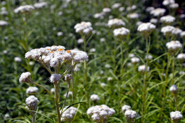 Anaphalis margaritacea (commonly known as the western pearly everlasting or pearly everlasting)...