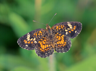 Phaon crescent butterfly (Phyciodes phaon), Galveston, Texas, USA.