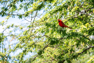 Bright red bird, Northern Cardinal, perched in a tree with fresh spring green leaves, birdwatching...