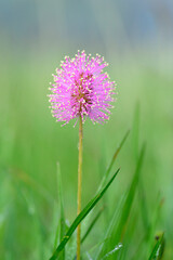 Powderpuff, or trail mimosa, or sunshine mimosa (Mimosa strigillosa) flower blooming in a midow, Brazos Bend State park, Texas, USA.