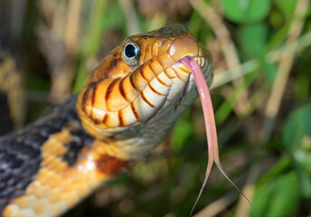 Banded water snake or southern water snake (Nerodia fasciata) with tongue extended, Brazos Bend...