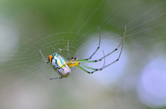 Orchard orbweaver spider (Leucauge argyrobapta) in its web, Brazos Bend State park, Texas, USA.