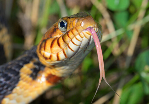 Banded water snake or southern water snake (Nerodia fasciata) with tongue extended, Brazos Bend State Park, Texas, USA.