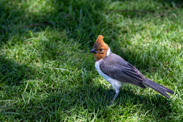 Juvenile Red-Crested Cardinal with a brown head standing in sun dappled shade on a lush green lawn, birdwatching on Maui, Hawaii 
