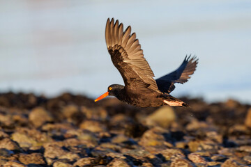 Black oystercatcher bird