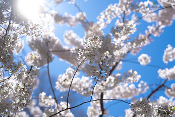 Spring background. White cherry blossoms against a blue sky. Easter background. White blossom tree. Spring blooming sakura cherry flowers branch.