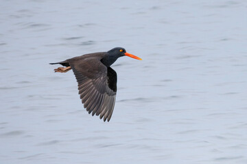 Black oystercatcher bird