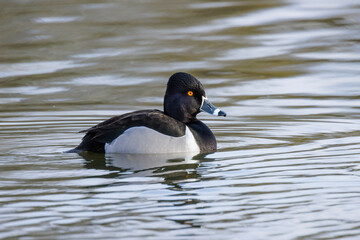 Ring-necked duck