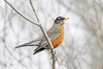 American robin bird