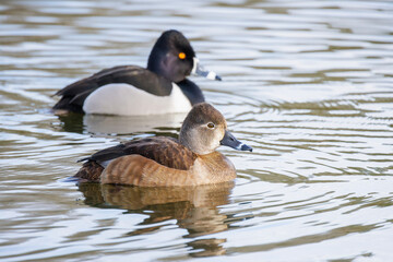 Ring-necked duck