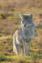Coyote wolf