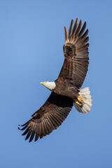 Bald eagle bird