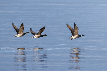 Brant duck