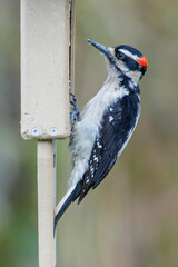 Male Hairy woodpecker