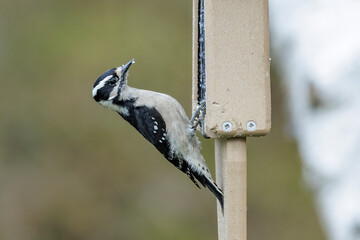 Female Downy woodpecker