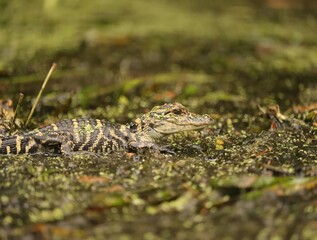 Cutest Ever Little Baby Alligator Hatchling Silver Springs State Park Ocala Florida