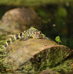 Obraz premium Cutest Ever Little Baby Alligator Hatchling Silver Springs State Park Ocala Florida
