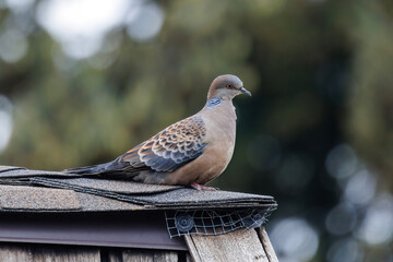 Oriental Turtle dove